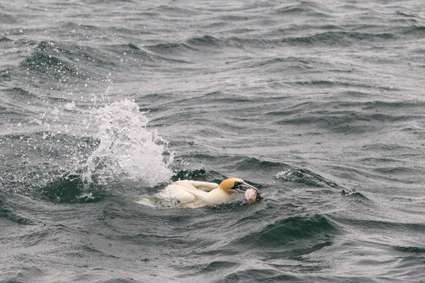 カツオドリの海でダイビング — ストック写真