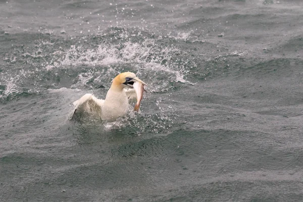 Gannets Plongée Pour Les Poissons Dans Océan — Photo