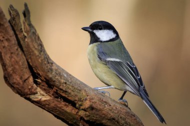 büyük baştankara (parus önemli) bir dal üzerinde tünemiş