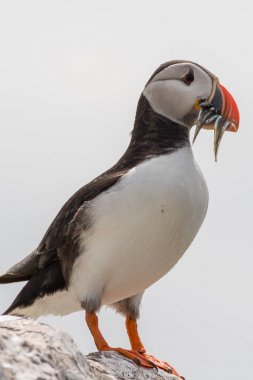 Farne adalarındaki martiniler (Fratercula arktika)