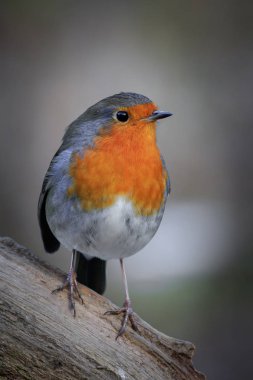 Robin (Erithacus rubecula) bir dala tünedi