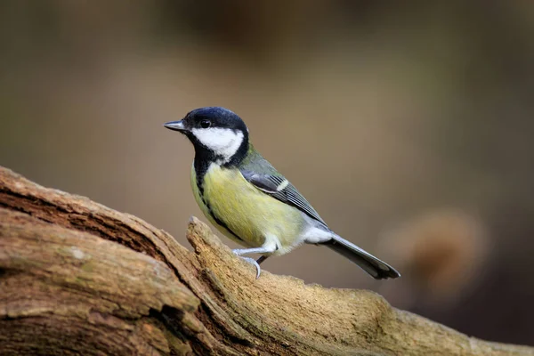 Gran Teta Parus Major Posada Una Rama — Foto de Stock