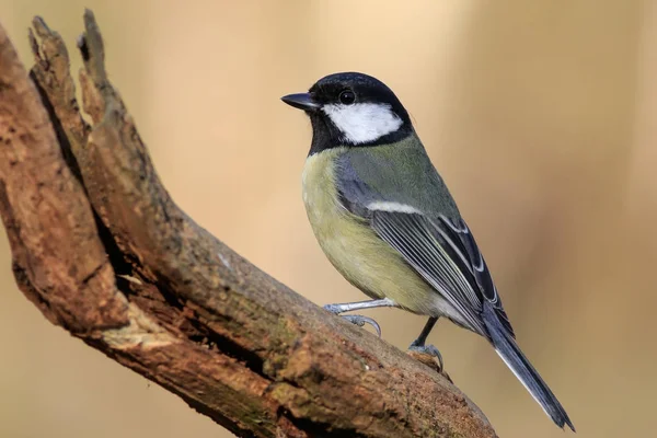 Sýkora Koňadra Parus Hlavní Sedí Větvi — Stock fotografie