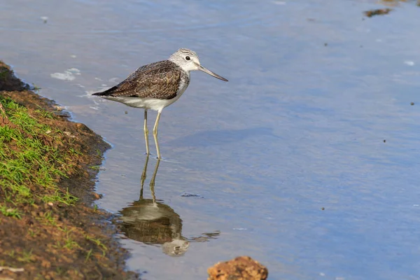 Greenshank Tringa Nebularia Suda Ayakta — Stok fotoğraf