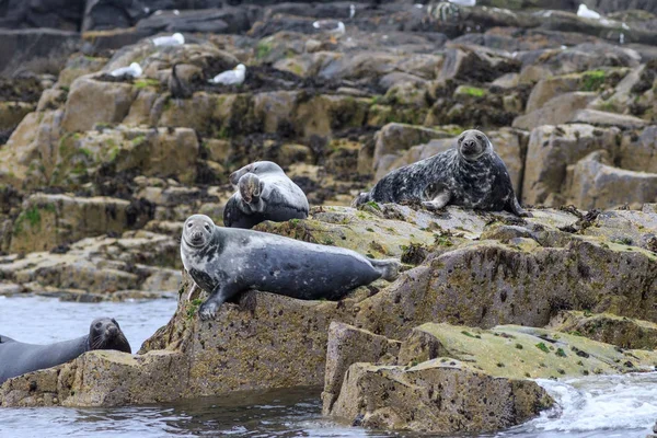 Grey Seal Farne Islands Nature Reserve England — Stock Photo, Image