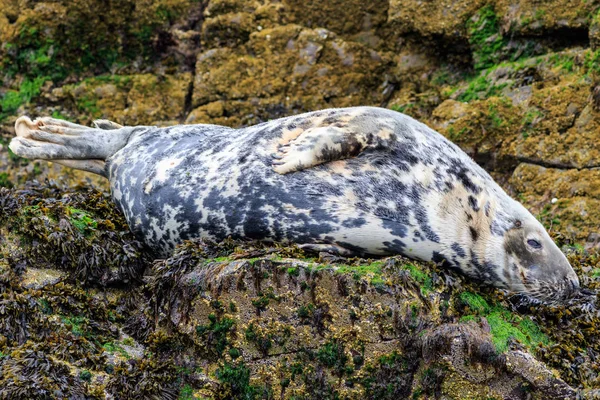 Grey Seal Farne Islands Nature Reserve England — Stock Photo, Image
