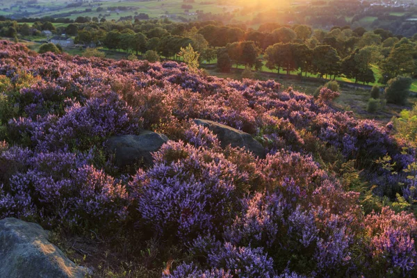 Теплый Цветок Закате Халифаксе Западный Йоркшир Великобритания — стоковое фото