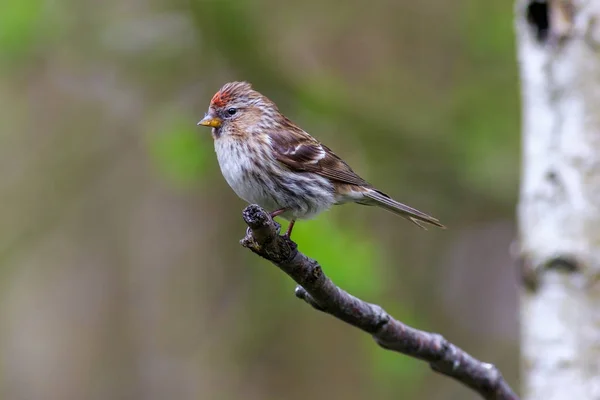 Menor Redpoll Cabaré Acanthis Empoleirado Ramo — Fotografia de Stock