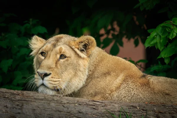 Female Lion Resting Log — Stock Photo, Image