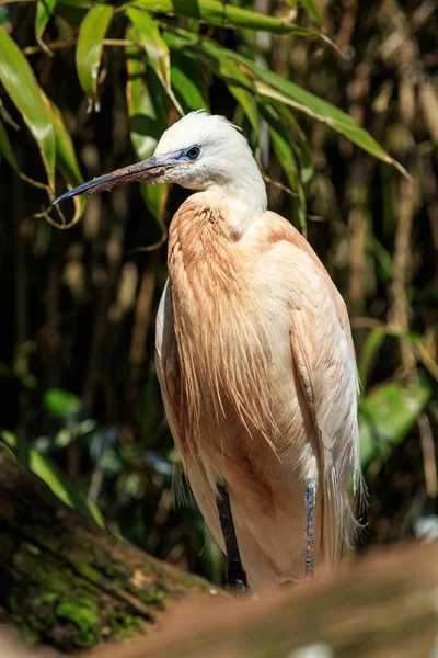 コサギ Egretta Garzetta 木の腰掛け — ストック写真