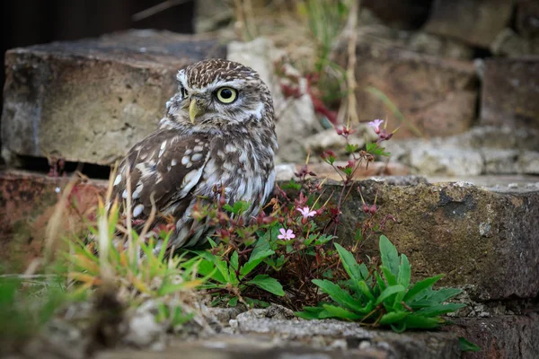 Little Owl Perched Wall Flowers — Stock Photo, Image