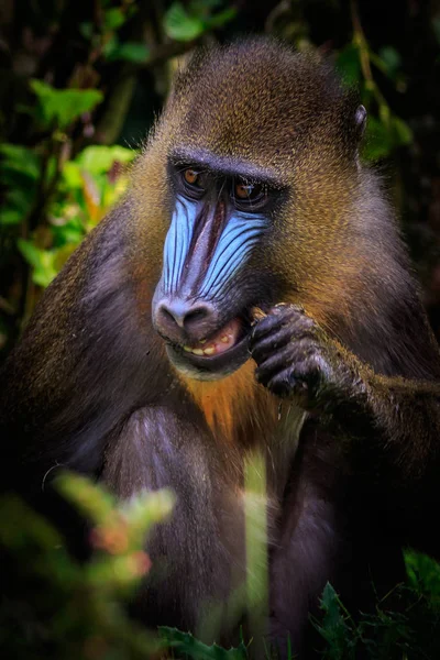 Mandrill Mandrillus Sphinx Looking Food Close — Stock Photo, Image