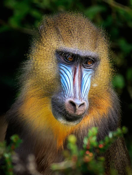 Mandrill Mandrillus Sphinx Busca Comida Cerca — Foto de Stock