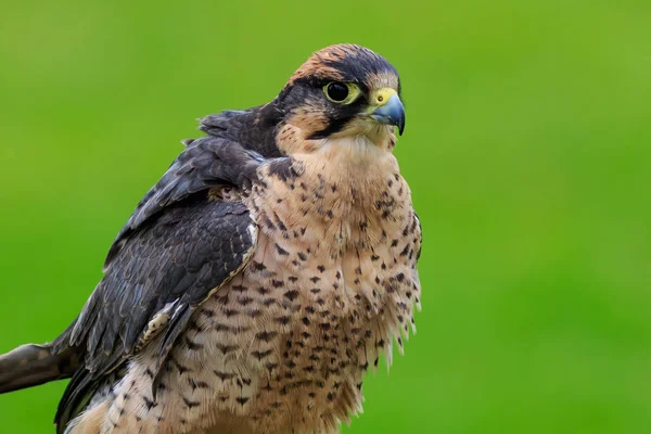 Nieuw Zeelandse Valk Falco Novaeseelandiae — Stockfoto