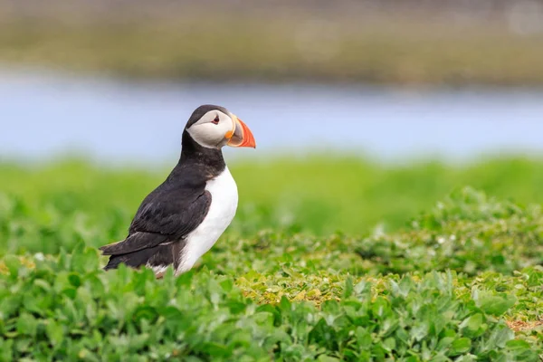 Тупиков Белогрудыми Arctica Farne Островах — стоковое фото