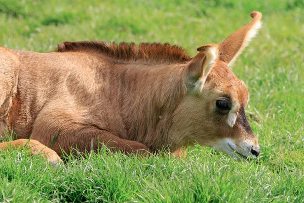 Dziecka Roan Antelope Hippotragus Equinus — Zdjęcie stockowe