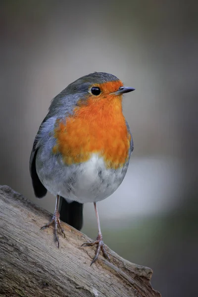 Robin Erithacus Rubecula Sedí Větvi — Stock fotografie