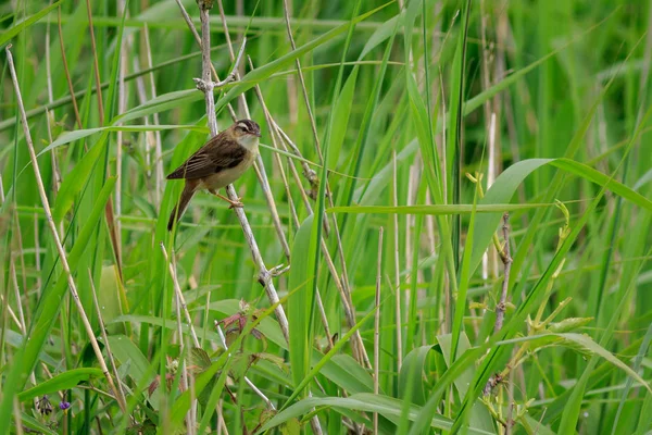 Seggenrohrsänger Acrocephalus Schoenobaenus Schilfbeet — Stockfoto