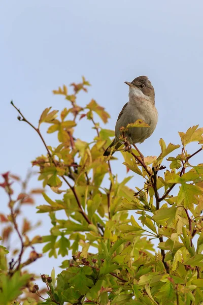 Robe Blanche Commune Sylvia Communis Perchée Sur Une Brindille Chantant — Photo