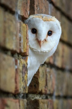 peçeli baykuş (tyto alba)
