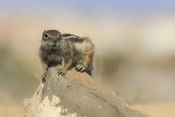 Berberitzhörnchen (atlantoxerus getulus) auf einem Felsen — Stockfoto