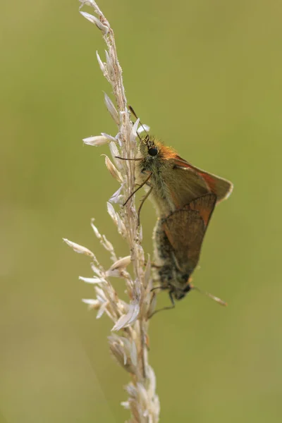 Kleiner Skipper (Thymelicus sylvestris)) — Stockfoto