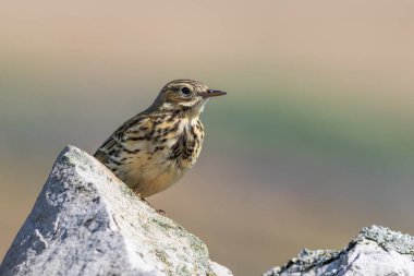 Meadow Pipit Anthus pratensis) bir duvarda oturuyordu