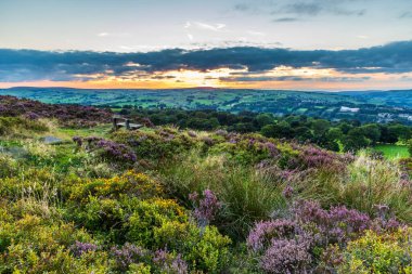 Heather (Calluna vulgaris) Norland, Halifax, Batı Yorkshire 'da çiçek açmış. İngiltere