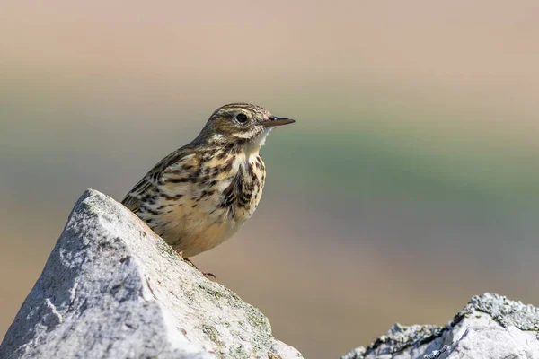 Meadow Pipit Anthus Pratensis Sat Wall — Stock Photo, Image