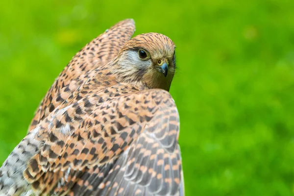 Pustynia Zwyczajna Falco Tinnunculus Siedząca Trawie — Zdjęcie stockowe
