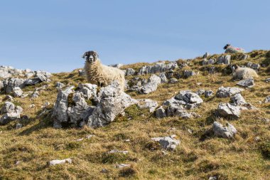 Yorkshire Dales 'de güzel bir gün