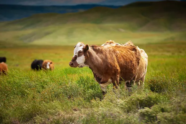 Tarlada inekler ve çimenler