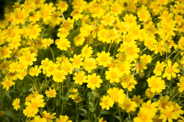 Sarı çiçekli tarla