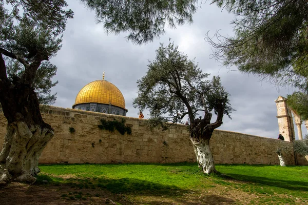 Kopuła Skały Górze Świątynnej Jerozolimie Mnóstwem Drzew Oliwnych — Zdjęcie stockowe