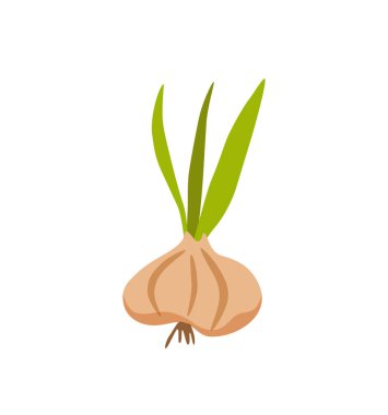 Soğan renkli çizgi film vektör çizimi.