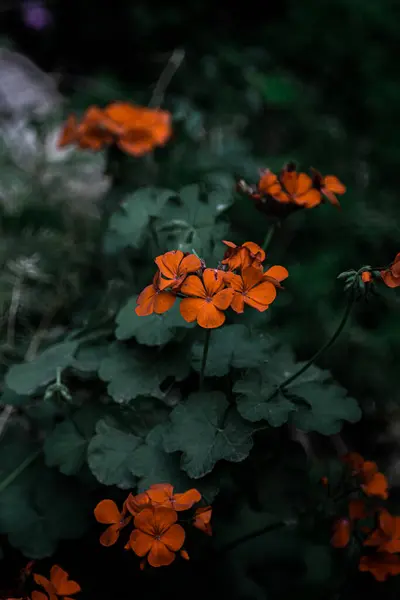 Flores Danificadas Natureza — Fotografia de Stock