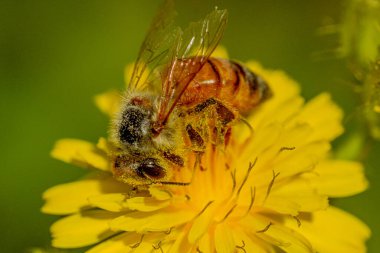 Çiçeğin köşesindeki arı.