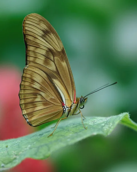 Scherp Beeld Van Een Julia Heliconian Oranje Passiebloemvlinder Vrouwelijke Butterfly — Stockfoto