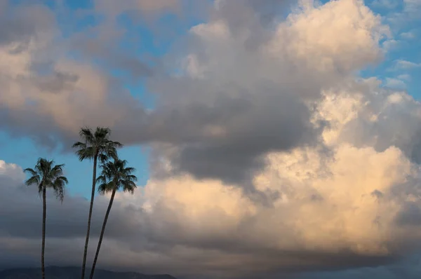Chmury Burzowe Tle Drzewa Palmowego — Zdjęcie stockowe