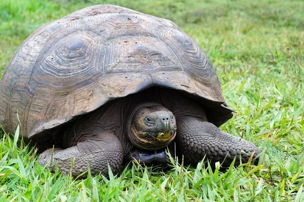Giant Galapagos tortoise sitting in the grass