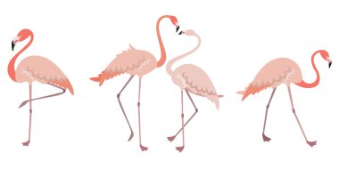 Farklı pozlarda flamingo vektör kümesi.