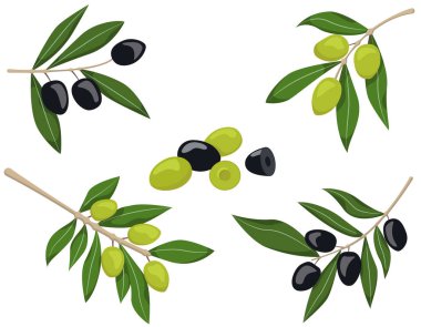 Zeytin dallarının vektör seti.
