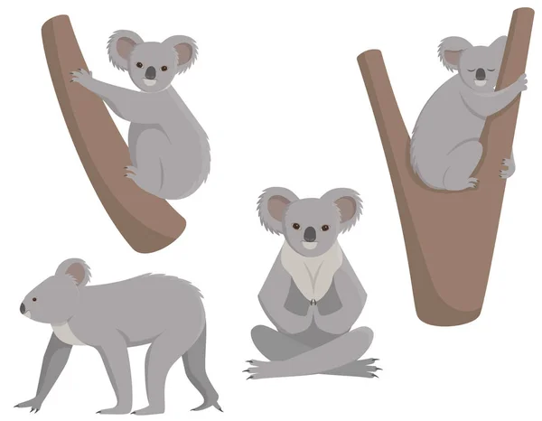 Set di koala in pose diverse . — Vettoriale Stock