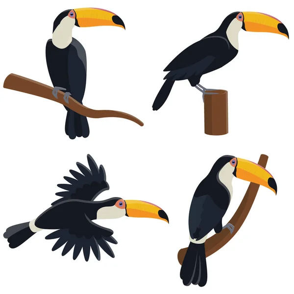 Vector set of toucans in different poses.