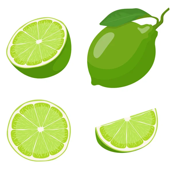 Lime entière et tranchée . — Image vectorielle