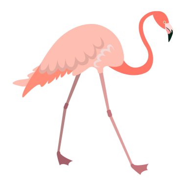 Düz bir şekilde yürüyen flamingo.