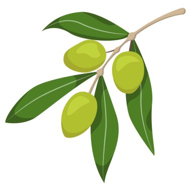 Dal üzerinde yeşil zeytin.