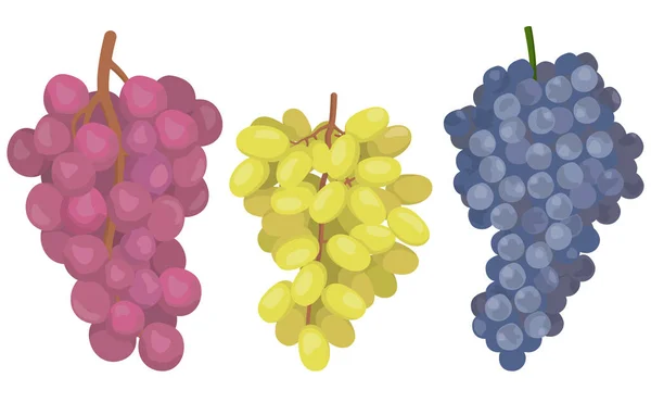 Különböző fajtájú szőlő. — Stock Vector