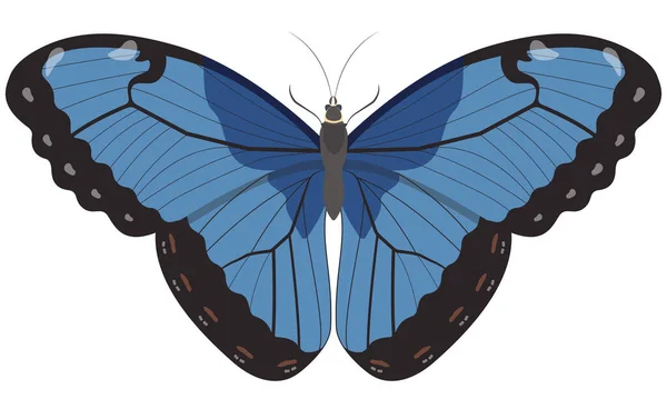 Motýl modrý Morpho. — Stockový vektor