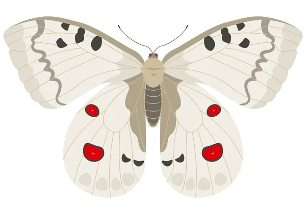 Motýl Parnassius apollo. — Stockový vektor